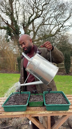 How to Successfully Grow Ranunculus from Corms