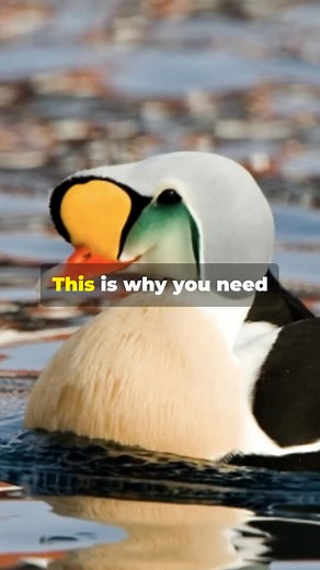 King Eider Duck! | Fairly Odd Facts