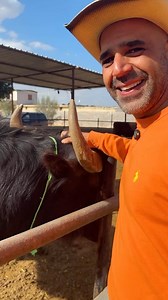 14K views · 8K reactions | Do your pet bulls really recognize faces? 樂 Jojo has the answer!  #JojosRanch | Jojo's Ranch | Facebook