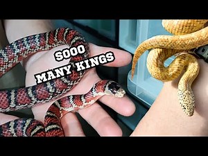 IS THIS ONE OF THE BIGGEST KING SNAKE COLLECTIONS?? (part two of collection video)