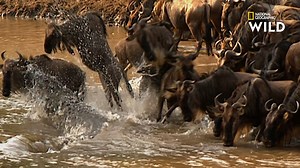 9.9M views · 20K reactions | Face à un troupeau de gnous, le crocodile ne manque ni de méthodes ni de patience pour arriver à ses fins... | Nat Geo Wild France | Facebook