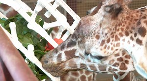 Zoo enrichment devices designed by OU engineering students