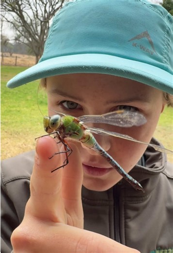 Dragonflies in Ecosystems: Wings and Color Diversity