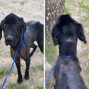 2.1K views · 2.5K reactions | Huddled in a corner, shivering from...