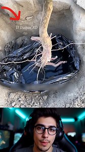 El mejor truco que puedes usar para sembrar | El Duque XD