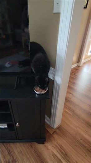 Loud cat smacking sounds #asmr #cat #catpurring #catsounds #catlick #happycats #catlovers #catfamily