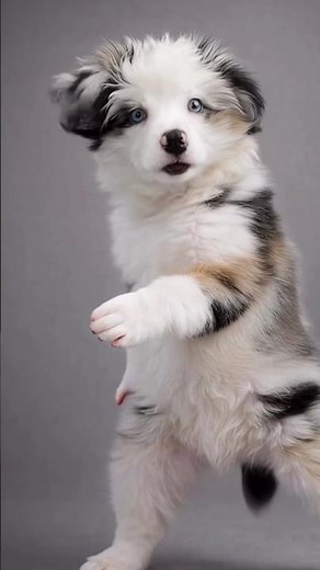 Funny Dogs and Cats 😂Dancing (Remix) #catdance #dogdance