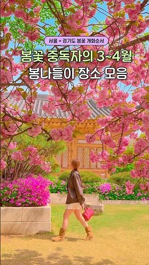 꽃 중독자가 추천하는 봄꽃 개화시기별 나들이 명소🌸