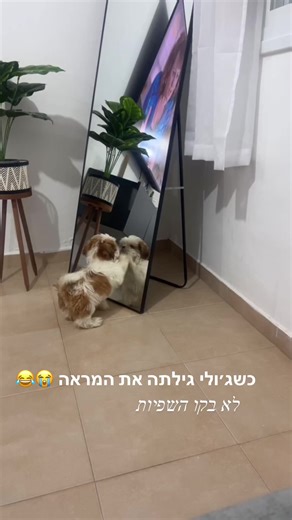 תראו איך היא בורחת מעצמה 😂😭😂😭#שיצו #שיצוזההחיים #for_you #כלב #כלבים #fyp #פוריו