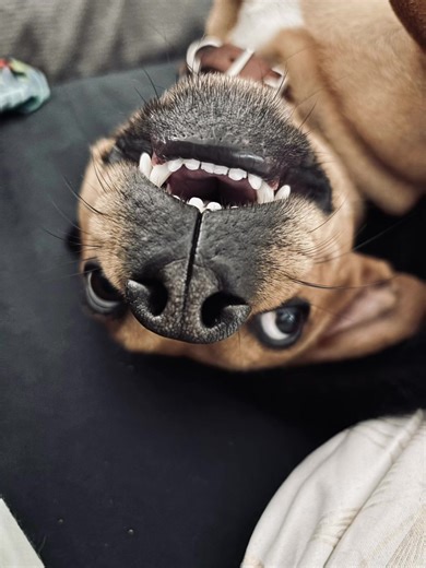 #CapCut #asmr #asmrvlog #asmrsounds #fyp #asmrvideo #chien ❤️❤️❤️❤️❤️