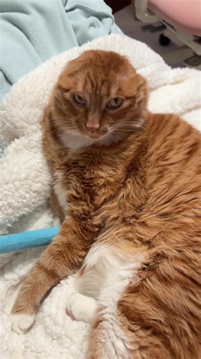 Funny Orange Cat Moments That Will Make You Laugh