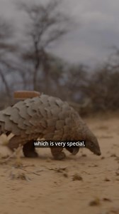The illegal wildlife trade is pushing pangolins towards extinction. This is driven by the demand for their scales, due to false beliefs about their medicinal properties, and their meat, which is considered a delicacy in certain cultures. Pangolin Conservation and Research Foundation @pangolincrf is dedicated to protecting pangolins in Southern Africa. Through research, community engagement, humane education, regular patrols, and local empowerment initiatives, they aim to raise awareness about th