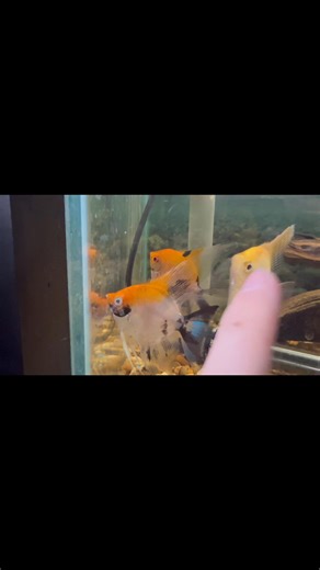 ‼️ Beautiful adult koi Angelfish have settled well despite the diva wanting to photobomb the video. | Elm Lane Aquatics