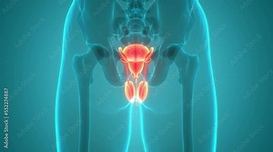 Male Reproductive System Anatomy Animation Concept