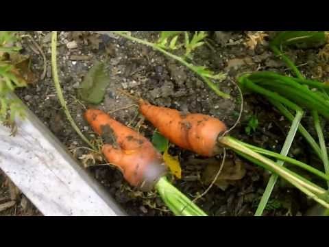 When to Harvest Carrots