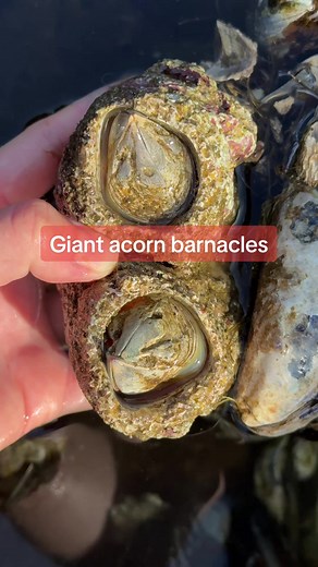 Discover the Fascinating World of Giant Acorn Barnacles