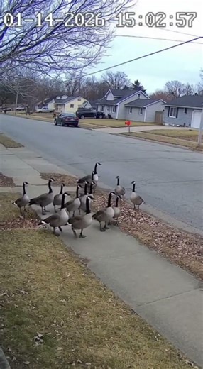 Man Runs for His Life as Geese Take Over the Street 😭 #shorts