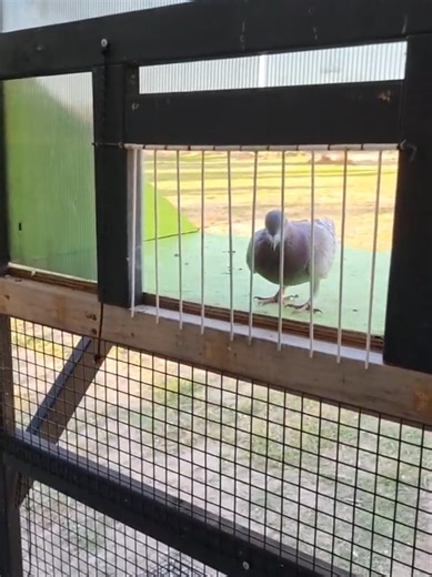 Explore the Beauty of Voyageur Pigeons