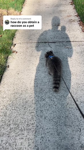 How to Safely Adopt and Care for a Raccoon as a Pet
