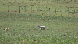 1.7M views · 27K reactions | Tifon de Cogote Rosales un excelente perro que me di el gusto de verlo crecer y mejorar en cada carrera. Felicidades amigo. | Leandro Dominguez | Facebook