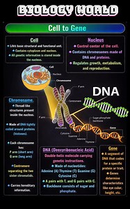 From the silent spiral of DNA to the powerful script of genes, every trait you carry is written in this microscopic code. Study the blueprint of life and unlock biology like never before. #DNAToGene #Genetics #BiologyNotes #StudySmart #ScienceMadeEasy #NEETPrep | Biology World