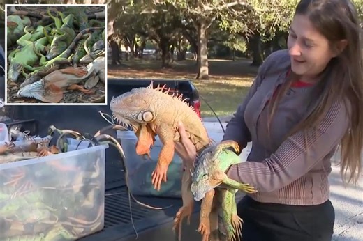Floridians gather frozen iguanas by armloads as frigid temps leave them paralyzed, dropping from trees