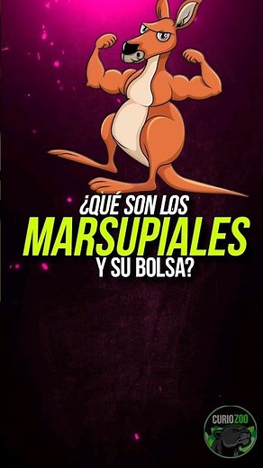 ¿Qué son los MARSUPIALES 🦘🐨? #animales #curiosidades #marsupial #canguros #koalas