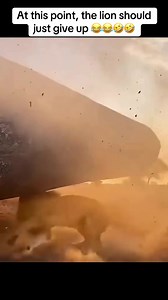 Lion vs Warthog: When the Hunter Should Give Up