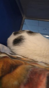 Loki is the sweet 5 year old sister of Suki, and she is also waiting to meet you today. Just like her sister, Loki appreciates the finer things, particularly her favorite salmon kibble, though she is perfectly content without extra treats. While we would love to see these sisters adopted together, Loki is much more flexible than Suki as she is generally fine with dogs. This calm and gentle girl is ready to find a loving home, whether it’s with her sister or on her own, so please come meet Loki t