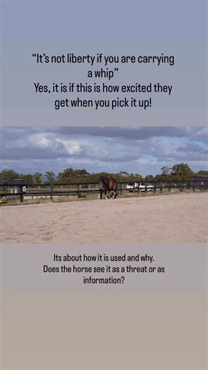 Dr Nadine Lindblom on Instagram: "Let’s talk about the whip ⬇️ I don’t blame anyone for assuming the worst when they see me carrying a whip in my training videos. A whip is a whip. Let’s call it what it is and acknowledge what it was designed to do. There are many awful videos on the internet of a whip being used harshly towards horses. Many of us (myself included) have witnessed it in real life and perhaps even used a whip forcefully to make the horse follow our requests. So, I do not blame any