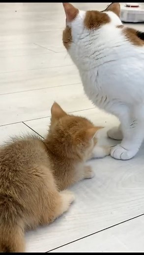 88K views · 1.8K reactions | Mom cat voice on Reels | Facebook