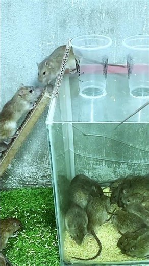This mouse trap catches and releases safely #mousetrap #mouse #genius