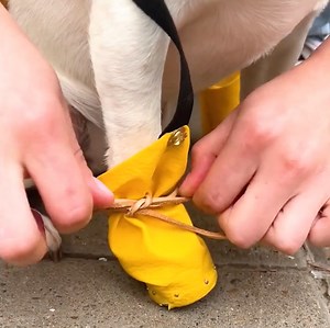 Easy DIY Dog Shoes To Keep Your Pup Stylish And Safe | 5-Minute Crafts Play