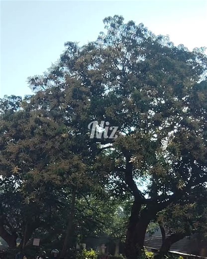 Mango Blooming started ❤️💐 Ambo fullo 😜💐❤️ #mangolooming | ÑÏz Gõënkår Thè TrÚLý GöãÑ PÃGè