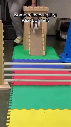 smart bunny
