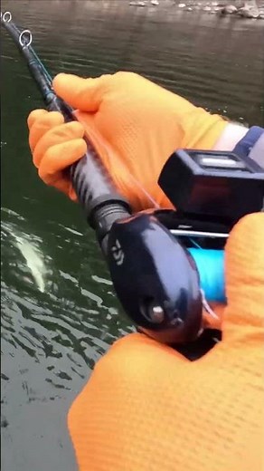 Support Hatchery Steelhead Programs! #fishing