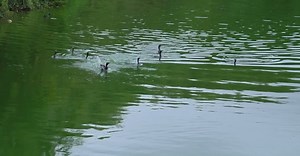 Video by Wolf  Art on Pexels