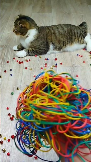 Cat Barsik Beads 📿⭕ Reverse video #marblerunandmore #cat #reverse