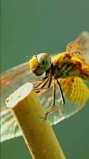 what makes insects so abundant and diverse? #biology