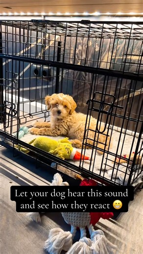 Try this sound, and see how they react #puppy #puppycrying #maltipoo #dog