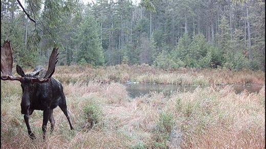 Did you know bull moose antlers can weigh up to 40 pounds? Talk about a pain in the neck! Antlers are used to thrash vegetation, spar with other males, and impress female moose. Bull moose shed their antlers each winter and regrow a new set the coming summer. #WildlifeWednesday 🎥: Jeff Nadler | NYS Department of Environmental Conservation