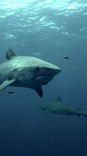 21K reactions · 594 shares | Tiger sharks (Galeocerdo cuvier) are one of the ocean’s true apex predators, playing a critical role in keeping ecosystems balanced. In Hawai‘i, they patrol the reefs and open water, shaping fish behavior and maintaining healthy populations. Misunderstood as mindless hunters, they’re actually keystone species that our oceans can’t thrive without. 麗 #SharkScience #Conservation | Tanner Mansell | Facebook
