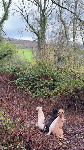 Labrador Ravens Tail Wagging and Patient Willow