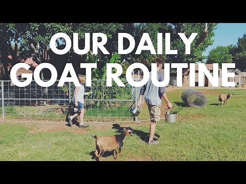 Raising Goats: Our Daily Goat Routine