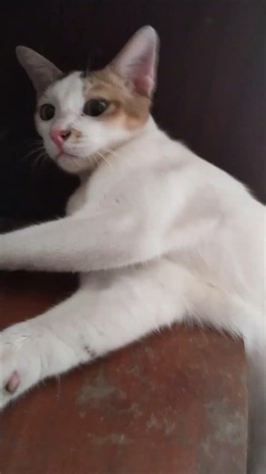 #funny #comedy #cat #cute #kitten #viralvideo #viralshorts te te Tu Tu Tu te te te teee