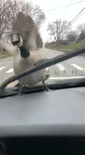 Angry Goose Attacks Driver After Honk! 🚗🦢💥 #funnyshorts #animals