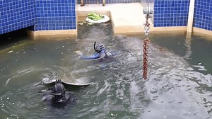 18K views · 809 reactions | Manatee makeovers: While wild manatees fill Homosassa Spring, divers take time to scrub down the park's four resident manatees in the separate facility where they spend the winter at Ellie Schiller Homosassa Springs Wildlife State Park. | Discover Crystal River Florida | Facebook