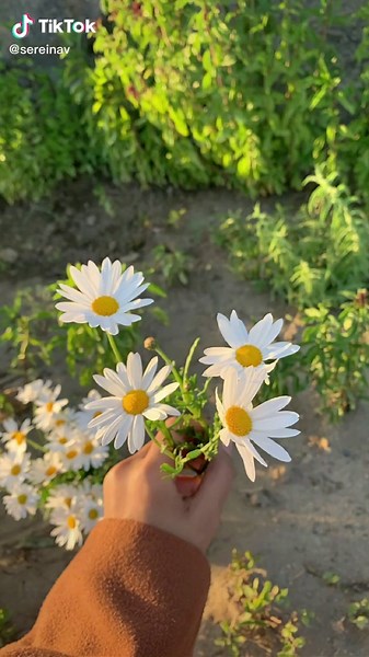#aesthetic #daisy #flowers #fyp