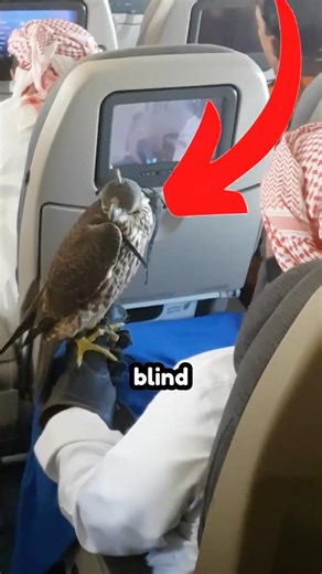 Why Falcons Fly Blind 🤯