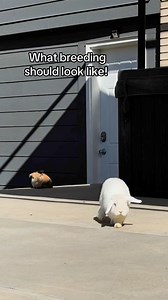 196K views · 3.5K reactions | Most baby bunnies live in cages until they’re eight weeks old.PJ is four weeks old—living outside, running free, and growing up with his mom and dad by his side.He’s not learning fear.He’s learning trust.He’s not isolated.He’s part of a family.Confidence over fear.Self-esteem over submission.Raise a bunny like livestock, and you get trauma.Raise a bunny like a pet, and you get a soul that trusts.Pet. Not product. | Rabbit Pals | Facebook